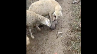 Illustration : Un chiot de la race des Bergers d'Anatolie fait ses premiers pas au milieu de son futur troupeau de moutons (vidéo)