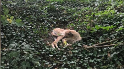 Illustration : Une bénévole profondément touchée après avoir découvert un chien abandonné au milieu des bois