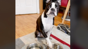 Illustration : "Le maître de ce Boston Terrier fait croire à son chien qu’il doit suivre un régime (Vidéo)"