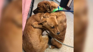 Illustration : "Abandonnés dans un enclos insalubre, ces deux chiots se soutiennent mutuellement en se serrant entre leurs pattes "