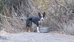 Illustration : "Cette randonneuse découvre une chienne abandonnée et met toutes les chances de son côté pour sauver l’animal "