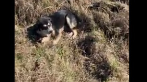 Illustration : "Ce chien a patienté des heures auprès de son compagnon blessé, attendant que quelqu’un arrive enfin pour leur porter secours (vidéo)"