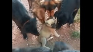 Illustration : "Ce chiot, intimidé et anxieux par son arrivée au refuge, a reçu le plus beau des accueils par les pensionnaires de l’établissement (vidéo)"