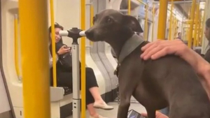 Illustration : "Cosmo, le Lévrier Nain, est devenu un véritable chien de thérapie pour les passagers de cette ligne de métro (vidéo)"