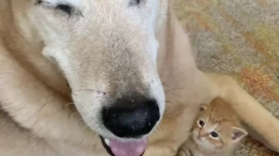 Illustration : "Ce chien, très impliqué dans sa famille d’accueil, a pris soin d’un chaton comme s’il était son propre bébé"