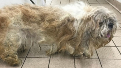 Illustration : "Des vétérinaires retirent 1,5 kilogramme de fourrure à ce chien"