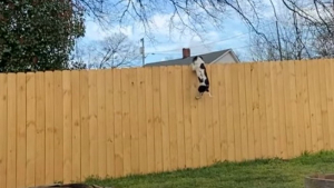 Illustration : "Un chien acrobatique saute une clôture de 3 mètres sous les yeux ébahis de son maître"