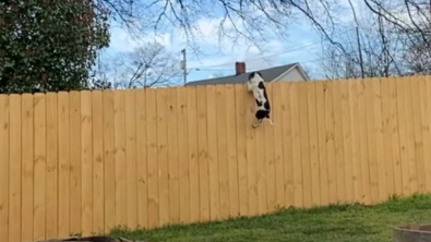Illustration : Un chien acrobatique saute une clôture de 3 mètres sous les yeux ébahis de son maître