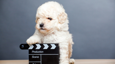 Illustration : "5 conseils précieux pour faire passer un casting à votre chien"