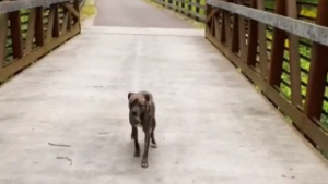 Illustration : "Cette chienne errante a choisi sa famille d’accueil, en la trouvant au cours d’une promenade dans un parc (vidéo)"