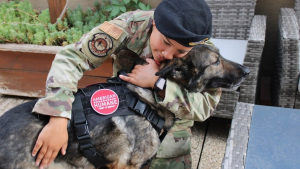 Illustration : "Après un an d’attente, une militaire adopte le chien qui l’a accompagné lors de sa mission en Corée du Sud"
