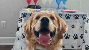 Illustration : "Une fête surprise inoubliable pour le premier anniversaire de ce Golden Retriever "