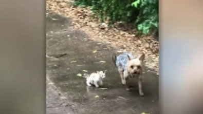 Illustration : Une chienne au grand cœur découvre un chaton abandonné et le conduit chez sa maîtresse 