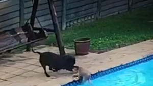 Illustration : "Une chienne tombe dans une piscine, le second chien de la famille tente de l’aider à en sortir "