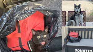 Illustration : "Une chienne découvre un sac abandonné en plein soleil : à l’intérieur, une chatte tentait désespérant de survivre  "