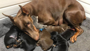 Illustration : "Maman de 6 chiots, cette femelle Dobermann accepte un nouveau petit un peu différent des siens"