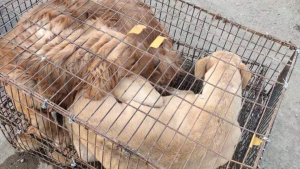 Illustration : "Quelque temps avant le Yulin Dog Meat Festival, des bienfaiteurs s’activent pour sauver 70 chiens"