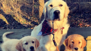 Illustration : "Ce Golden Retriever exprime sa joie devant l’arrivée de son nouveau petit frère et sa nouvelle petite sœur "