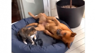 Illustration : Les retrouvailles émouvantes d’une chienne avec le chat pour lequel sa maîtresse était famille d’accueil (vidéo)