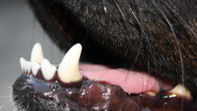 Illustration : Santé bucco-dentaire du chien : l'importance d'une hygiène régulière et d'une alimentation adaptée