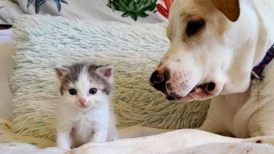 Illustration : "Une chatonne abandonnée et mal-en-point trouve du réconfort auprès d’une chienne attentionnée"