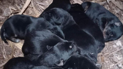 Illustration : "Une histoire d’amour sans lendemain entre deux chiens conduit à la naissance de 9 chiots "