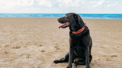 Illustration : "Faites attentions aux tempêtes de sable sur les plages, vos chiens en sont les premières victimes ! "