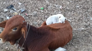 Illustration : "En partant travailler, un homme photographie un chien profondément endormi sur le dos d’une vache"