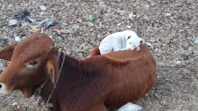 Illustration : "En partant travailler, un homme photographie un chien profondément endormi sur le dos d’une vache"