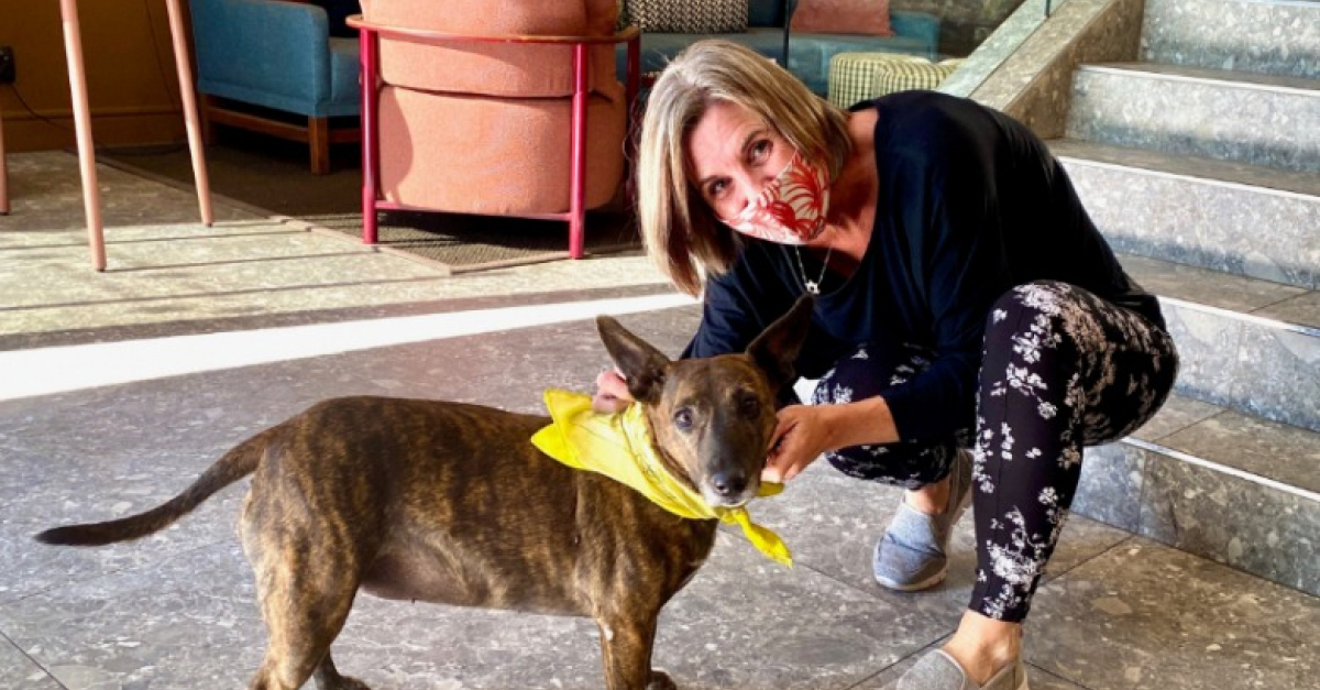 Une douce retraite pour cette chienne séniore adoptés par les employés d’un hôtel