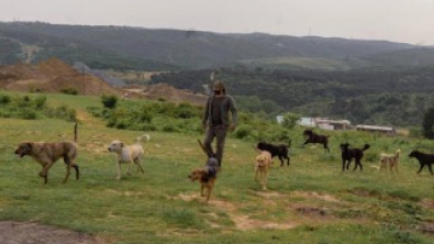 Illustration : "Ils recueillent 60 chiens errants pour les protéger lors de la période hivernale"