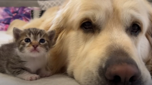 Illustration : "Ce Golden Retriever devient la mère de substitution de ce chaton orphelin âgé de seulement quelques semaines "