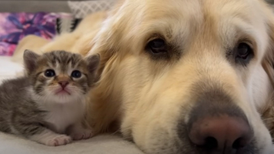 Illustration : "Ce Golden Retriever devient la mère de substitution de ce chaton orphelin âgé de seulement quelques semaines "