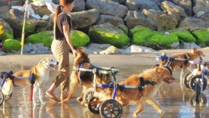 Illustration : "Les chiens handicapés d’un refuge profitent d’un pur moment de bonheur lors d’une escapade sur la plage en compagnie de leur bienfaitrice (vidéo)"