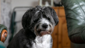 Illustration : "Voici Fergus, le Bearded Collie devenu un héros en portant secours à sa voisine âgée de 91 ans"