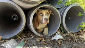 Illustration : "Des ouvriers ont fait une étonnante découverte sur leur chantier, en trouvant un chien coincé dans un tuyau"