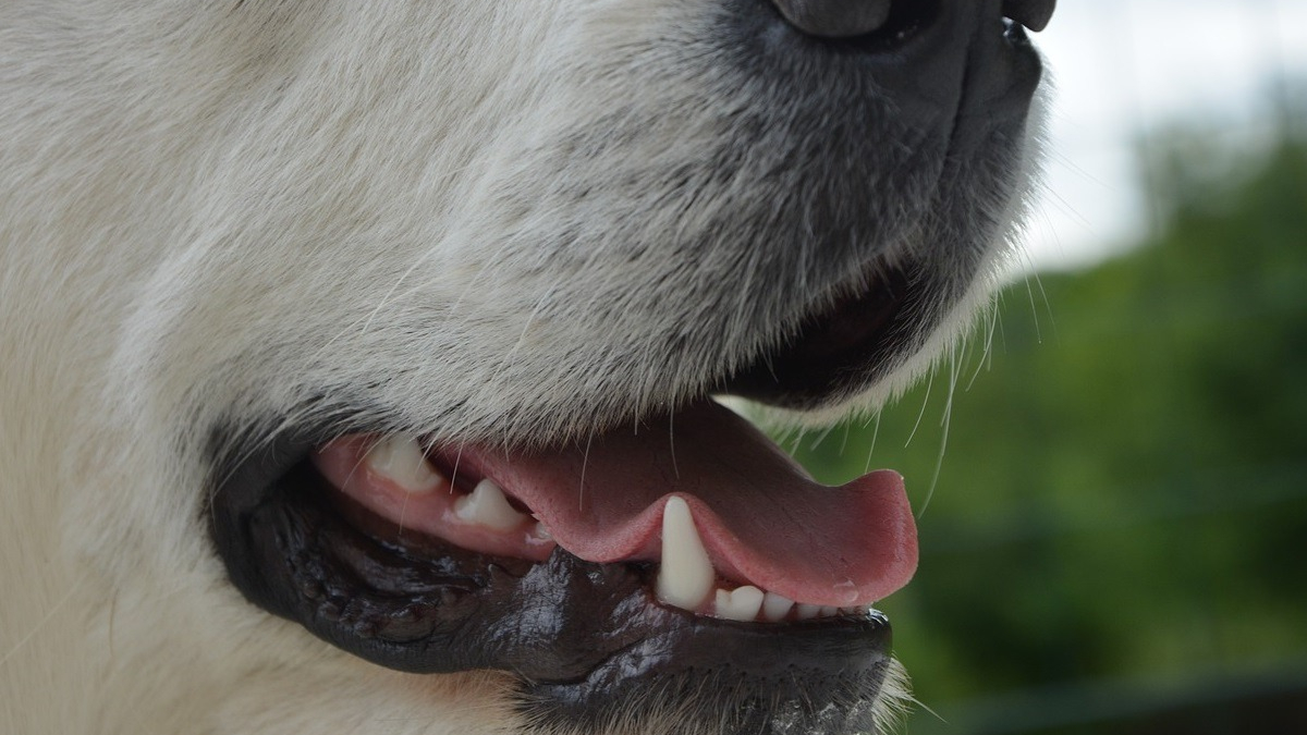 Quelles sont les solutions pour aider votre chien à avoir une haleine