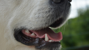 Illustration : "Quelles sont les solutions pour aider votre chien à avoir une haleine fraîche et des dents saines ?"