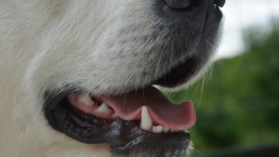 Illustration : "Quelles sont les solutions pour aider votre chien à avoir une haleine fraîche et des dents saines ?"