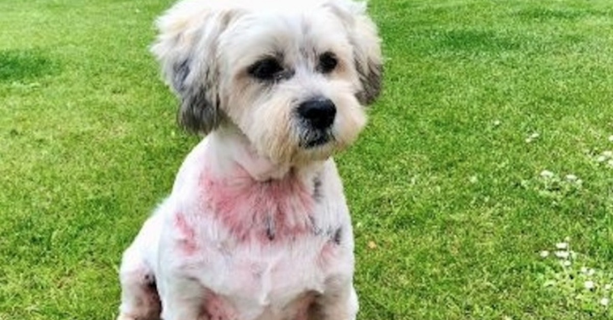 Atteint d’une maladie de peau, ce chien est abandonné par ses maîtres, incapables de subvenir à
