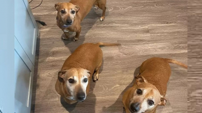 Illustration : "Séparés à la naissance, ces trois chiens en réalité de la même famille, finissent par se retrouver "