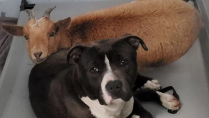 Illustration : "Felix et Cinnamon, un chien et une chèvre inséparables, cherchent une famille pour la vie qui les accueillera tous les 2 "