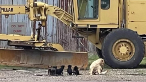 Illustration : "Grâce à une femme au grand cœur, une famille complète de chiens errants a été découverte "