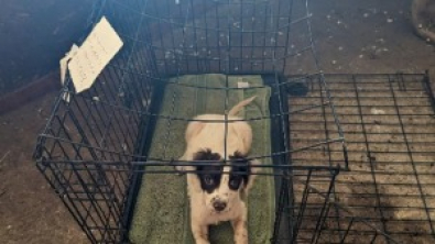 Illustration : Ne pouvant plus s’en occuper, un maître abandonne ses chiens dans une cage sur le bord de la route 