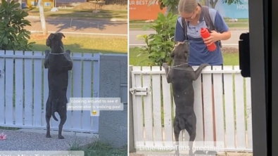 Illustration : "Pour permettre à leur chienne d’avoir sa dose de câlins, ses maîtres ont installé une pancarte qui encourage les passants à la caresser"