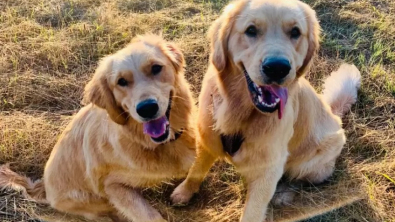 Illustration : "Jeux complices entre ces deux Goldens qui s’entraident lorsque l’une à peur de l’eau "