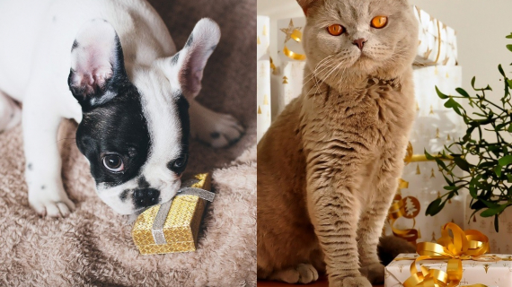 Accessoires chiens & chats • Bonpoint