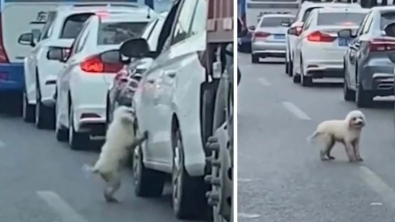Illustration : "La vidéo d’un petit chien abandonné par son propriétaire au milieu d'une route bondée a déclenché une chasse à l'homme"