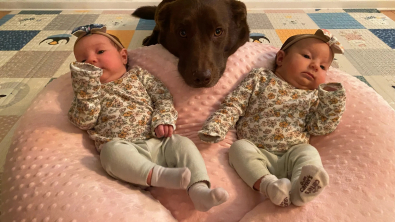 Illustration : "Lucy, une adorable Labrador devient une sœur idéale pour les deux bébés humains de sa famille"