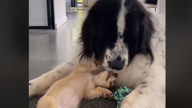 Illustration : "Le lien unique entre une grande Landseer âgé et un jeune chiot Teckel réjouit les internautes (vidéo)"